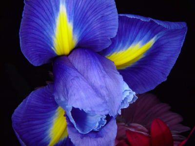 Blue Lily photographed by ZipperZ