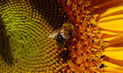 Busy busy bee by Jon Mold
