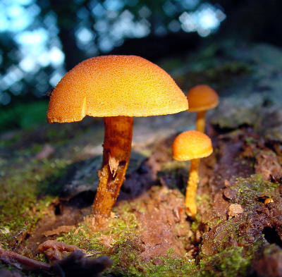 Mushroom by flashlight.     Fremiet