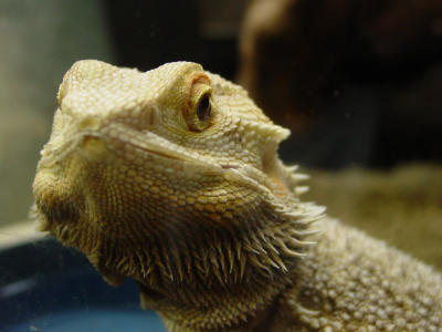 Mr.Lizard