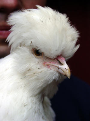 Poultry