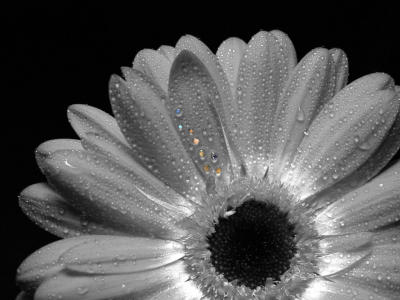 Solarflower