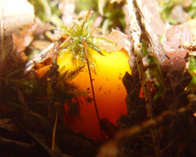 Emerging fungus