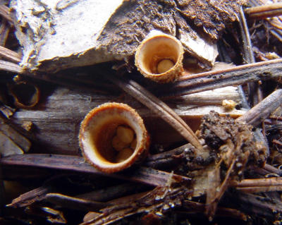 Bird's nest fungi with 'eggs'