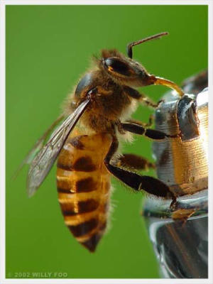 HoneyBee - willyfoo