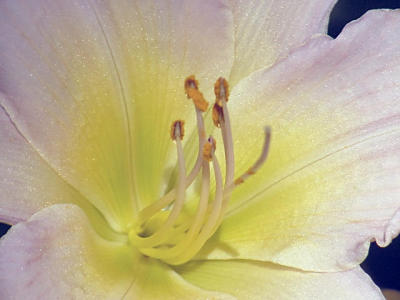 Day Lily