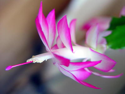 humming flower (by Jason)