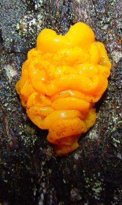 Fungus Humongous Among Us, By Scutellata