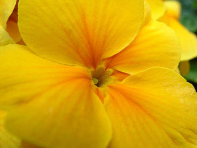 Yellow Primrose