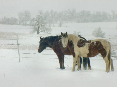 <font size=+1>Horses In Snowstorm<br><font size=-1>by<br>Lisa Young