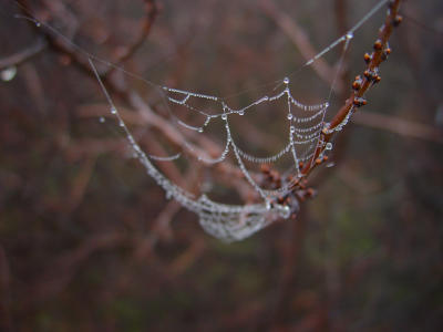 how the web is woven (by Alfred)