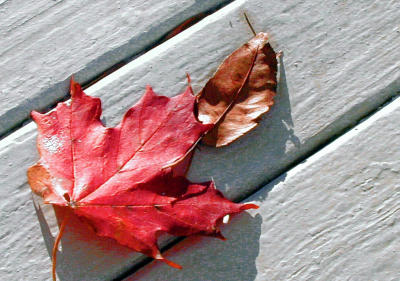 leafondeck copy2.jpg