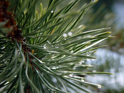 tahoe tree by GadgetFreak
