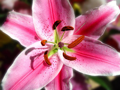 stargazer by debadguy