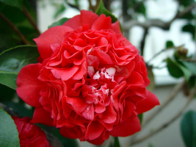  Another Red Flower...