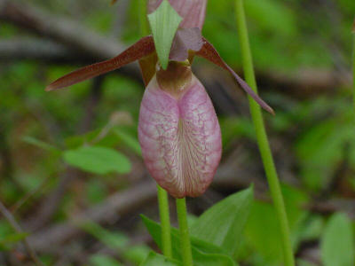 Lady Slipper by Larz