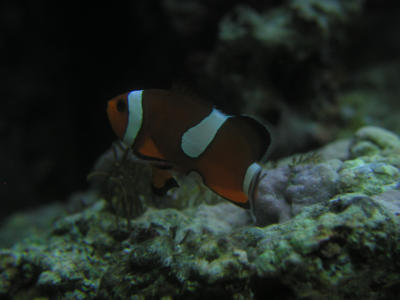 Anemone Fish