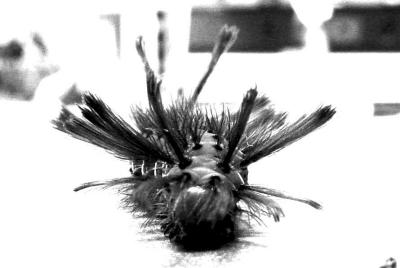 cp_bw1