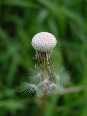 dandylion after