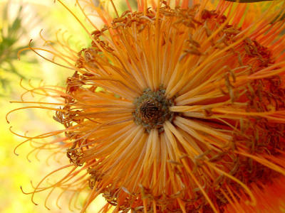 Protea