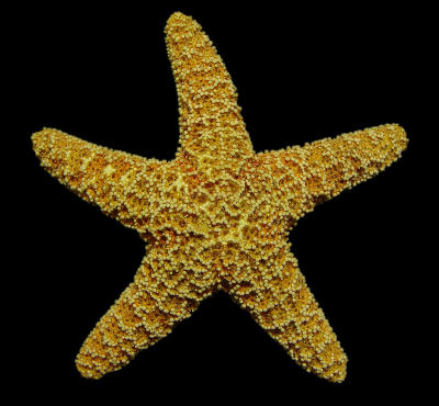 Mr Star