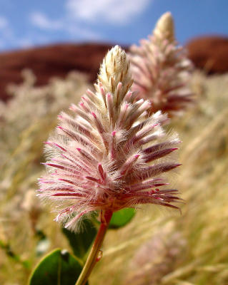 KATA JUTA 01.jpg