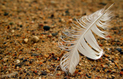 Stuck photographed by Shutter