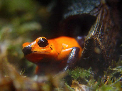 Strawberry Frog by Lisa Young