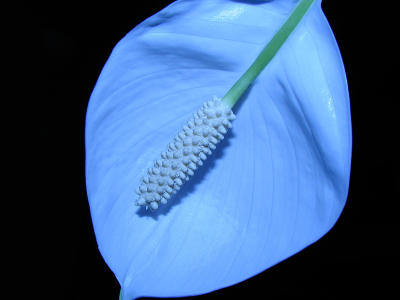 Blue Green