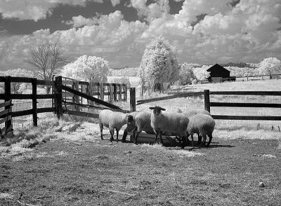 My brother's farm 2 sheep by Katherine Kenison