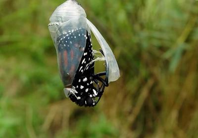 Monarch Emerging2 of 4by Bill Borne