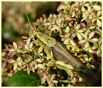 A Grasshopper Tale I by  P. Beeson