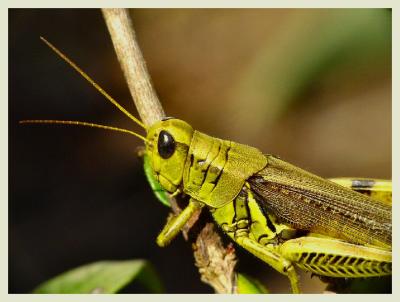 A Grasshopper Tale IIby  P. Beeson