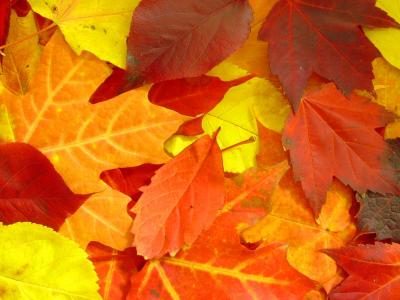 Fall is Leaving Us: We all Fall Down by Lynn Towns