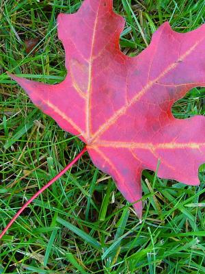 Fall is Leaving Us: Leave Me Alone  by Lynn Towns