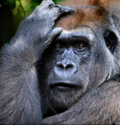 gorillaby Troy Gorodess