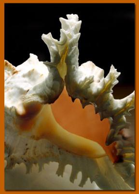 Luminous Shell by Dee Golden