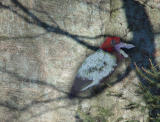 fake bird on shadow of a tree by Rich F.