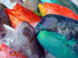 <h4/> 10th PLACE</h4>Rainbow Repast<BR>Helen Betts