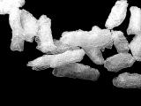 Dried Rice I