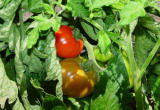 Ripening