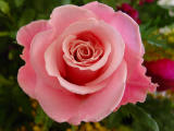 A Rose by any other name.....