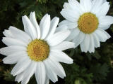 Twin Daisies by Nee
