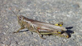 Too Close For Comfort <br><i><b>J.R.</b></i>