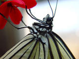 Paper Kite On Red by Lisa Young