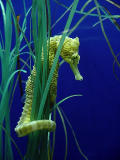 <h3/>WINNER Exhibition</h3>Seahorse by Lisa Young
