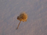 Snow Thistle at Sunset