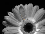 Solarflower