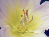 Day Lily