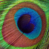 <b>5th Place (tie)</b><br>Peacocks Plume - Shay